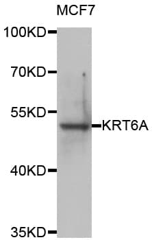 KRT6A / CK6A / Cytokeratin 6A Antibody