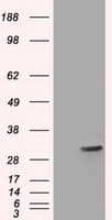 SLIM / FHL1 Antibody (clone OTI1D6)