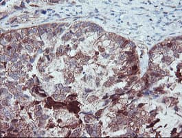SERPINB1 Antibody (aa77-306, clone OTI2B4)