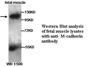 CDH15 / M Cadherin Antibody (Internal)