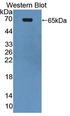 PUF60 Antibody