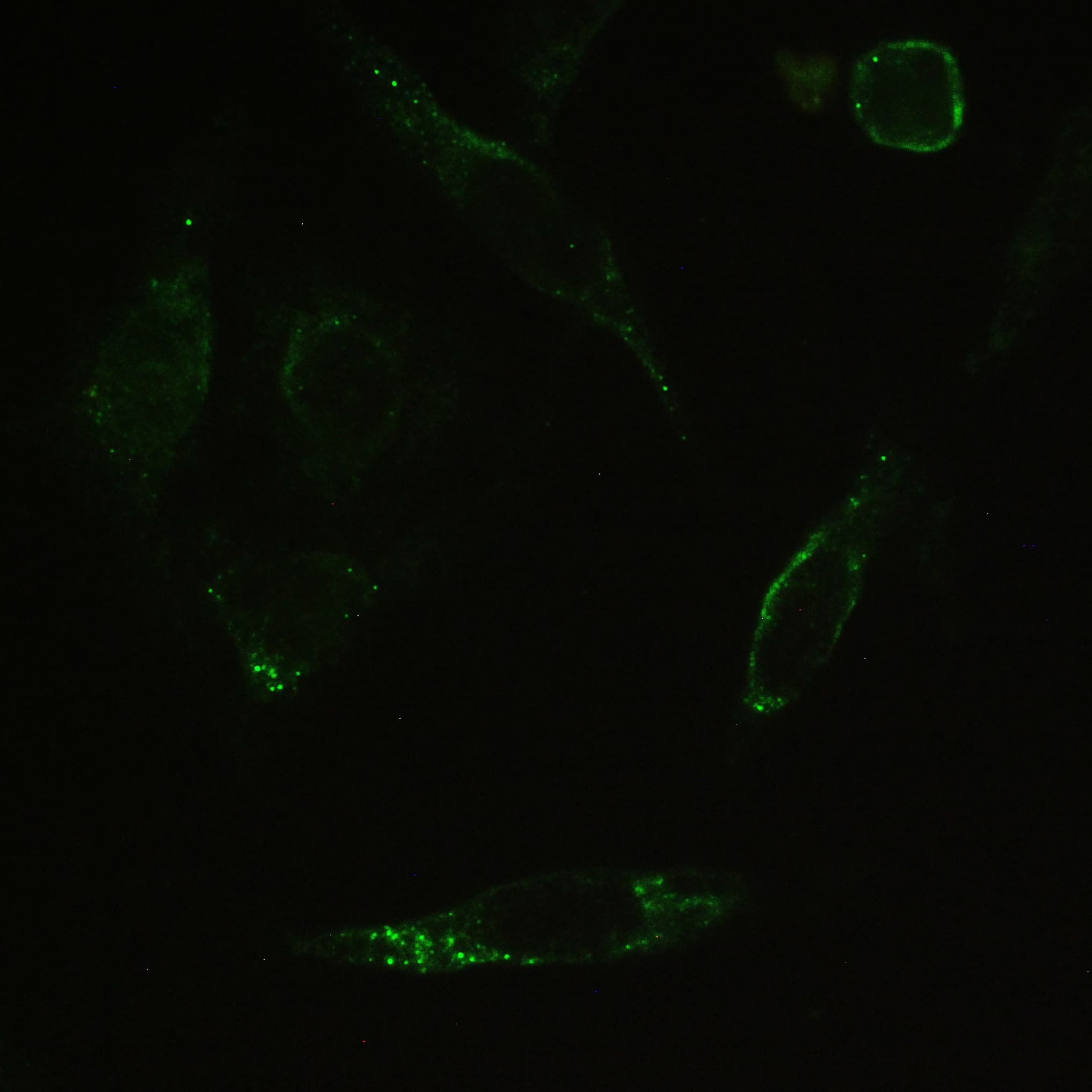 PPP1R12A / MYPT1 Antibody (aa1-40)