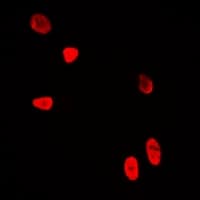 WDR5 Antibody
