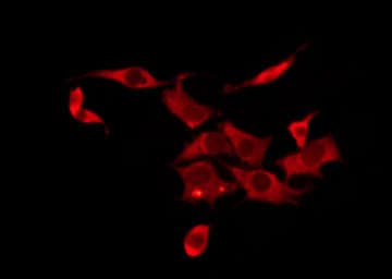 Polyclonal Rabbit anti-Human OR10H3+OR10H4 Antibody (IF, WB)