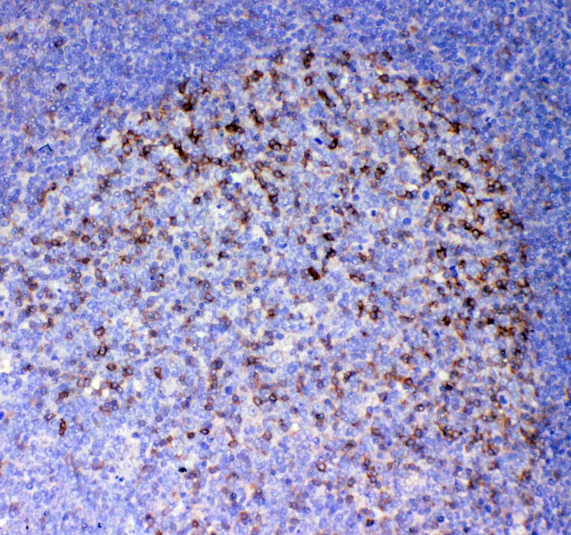 ICOS / CD278 Antibody
