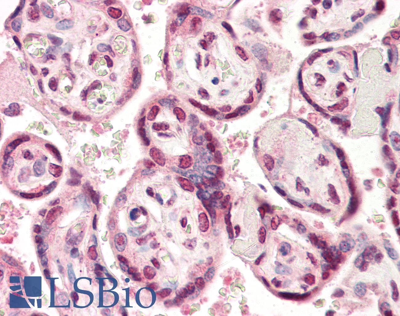 IHC-plus™ TDP-43 / TARDBP Antibody (aa1-260, clone K1B8)