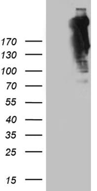 SPTAN1 / Alpha Fodrin Antibody (aa1-147, clone OTI9C10)