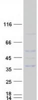 Human RFPL1 Protein (Recombinant Myc-DDK (Flag))