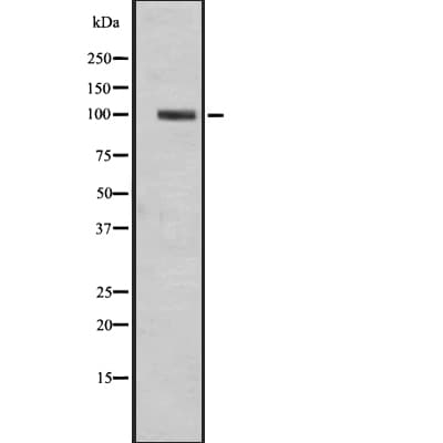 GPR49 / LGR5 Antibody