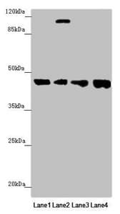 FBXO22 Antibody