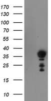 NRIP3 Antibody (clone OTI1A9)