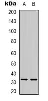 TEF Antibody (C-Terminus)
