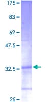 Human RPL39 / Ribosomal Protein L39 (Recombinant GST)