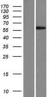 ZNF565 Protein (Over-Expression Lysate Myc-DDK (Flag))