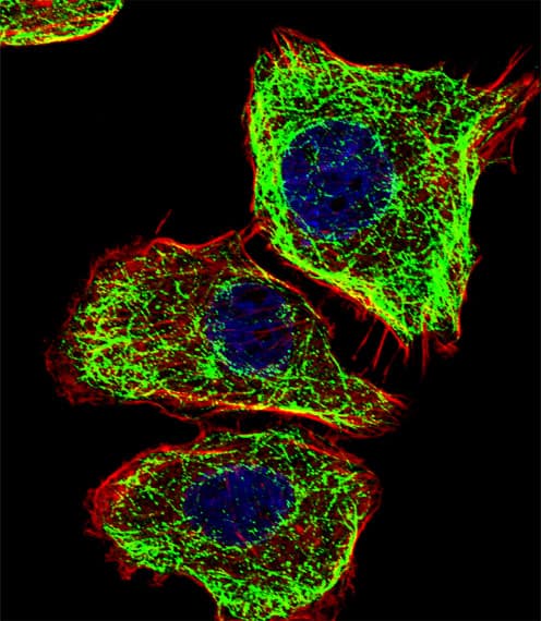 Polyclonal Rabbit anti-Human DMRTA2 Antibody (aa487-515, IF, WB)