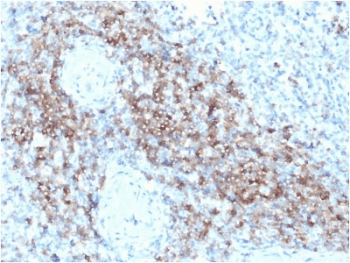 CD3E Antibody (clone C3e/2479)