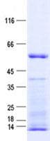 Human HSP70L1 / HSPA14 Protein (Recombinant His, N-Terminal)