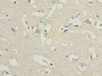 Polyclonal Rabbit anti-Human ARL6IP1 / ARMER Antibody (IHC)