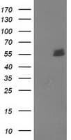 UBOX5 Antibody (clone OTI5G9)