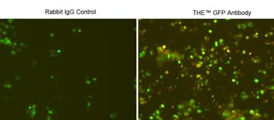 Monoclonal Rabbit GFP Antibody (IF, WB)