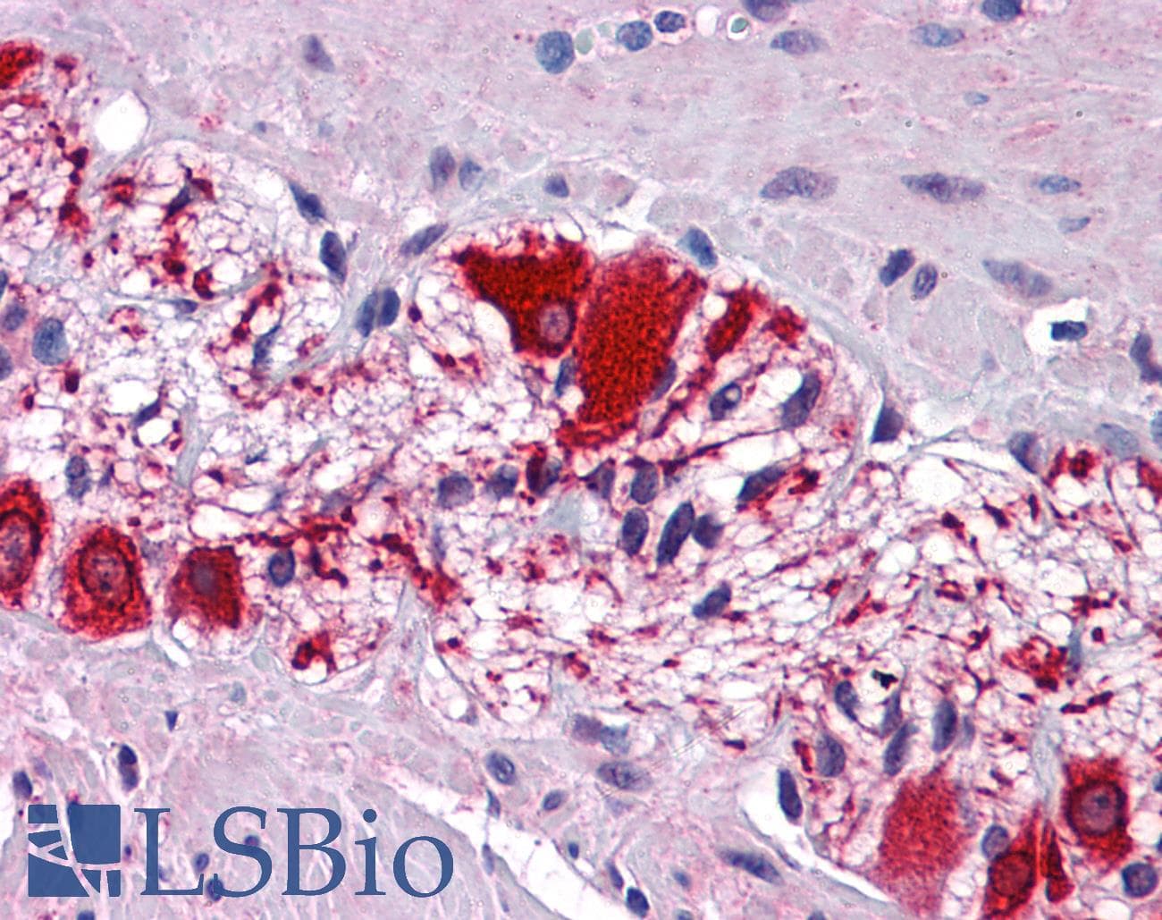 SSBP2 Antibody (aa131-180)