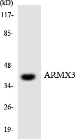 ARMCX3 Antibody (aa266-315)