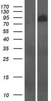 PSD2 Protein (Over-Expression Lysate Myc-DDK (Flag))