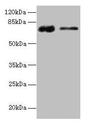 GLCE Antibody