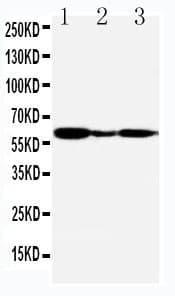 GPER1 / GPR30 Antibody (aa275-288)