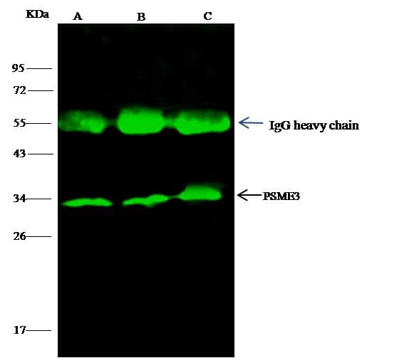 PSME3 Antibody (Preservative Free)
