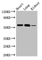 SMAD5 Antibody