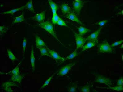KIF22 / OBP Antibody