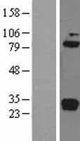 Complement C1R Protein (Over-Expression Lysate Myc-DDK (Flag))