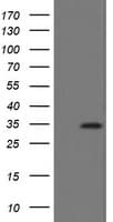 SLA2 / SLAP2 Antibody (clone OTI4A11)