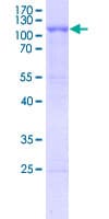 Human TLR10 Protein (Recombinant GST)