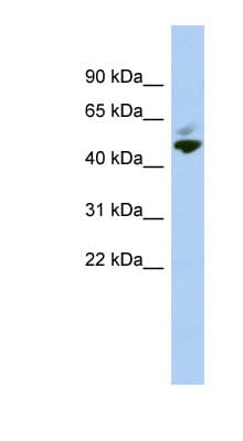 MAZ Antibody (aa35-84)