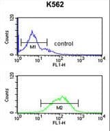 GABRG3 Antibody (aa1-29)