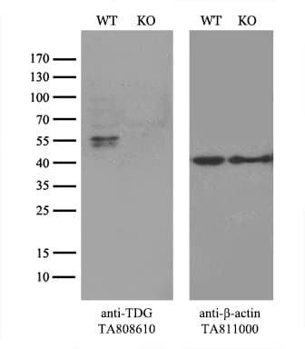 TDG / Thymine DNA Glycosylase Antibody (aa160-253, clone OTI3C11)