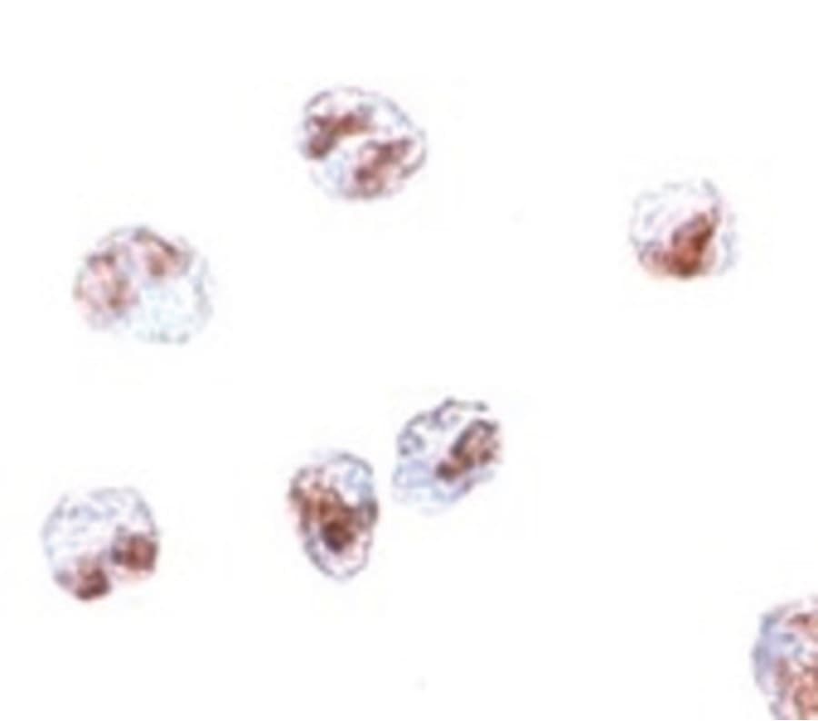 IHC-plus™ SCARA5 Antibody