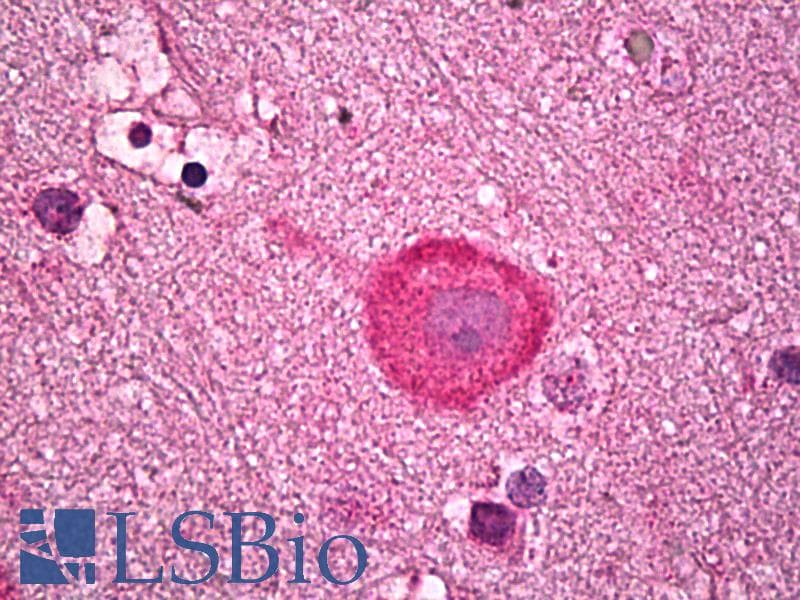 IHC-plus™ Serotonin Antibody (Serum)