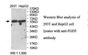 FGD5 Antibody (aa391-540)