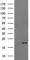 FATE1 Antibody (clone OTI7B12, Carrier-free)