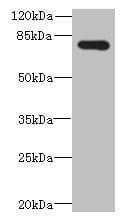 ADGRL4 / ELTD1 Antibody (aa85-299)