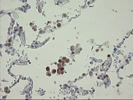 RBPMS / Hermes Antibody (clone OTI2G10, Carrier-free)