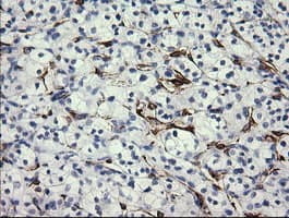 FATE1 Antibody (clone OTI7A8)