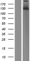 STAG3 Protein (Over-Expression Lysate Myc-DDK (Flag))