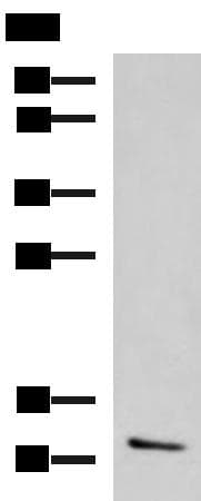CCL13 / MCP4 Antibody
