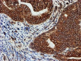 SCFD1 / SLY1 Antibody (clone OTI2E7)