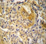 NCF1 / p47phox / p47 phox Antibody (aa26-52)