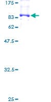 Human NXF3 Protein (Recombinant GST)